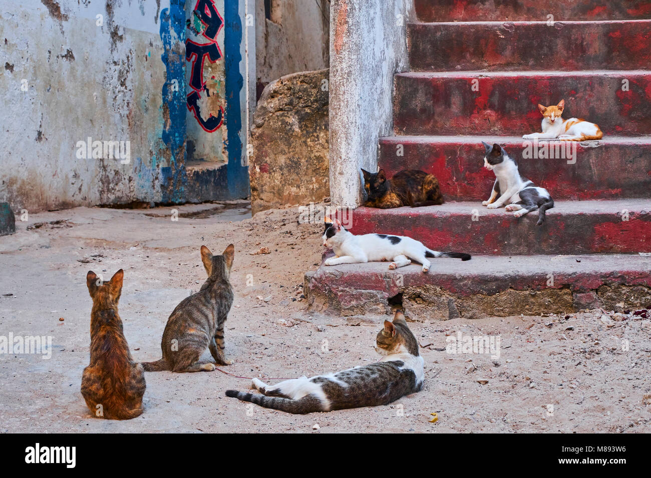 Kenya isola di Lamu, Lamu città patrimonio mondiale dell'Unesco, street gatti Foto Stock