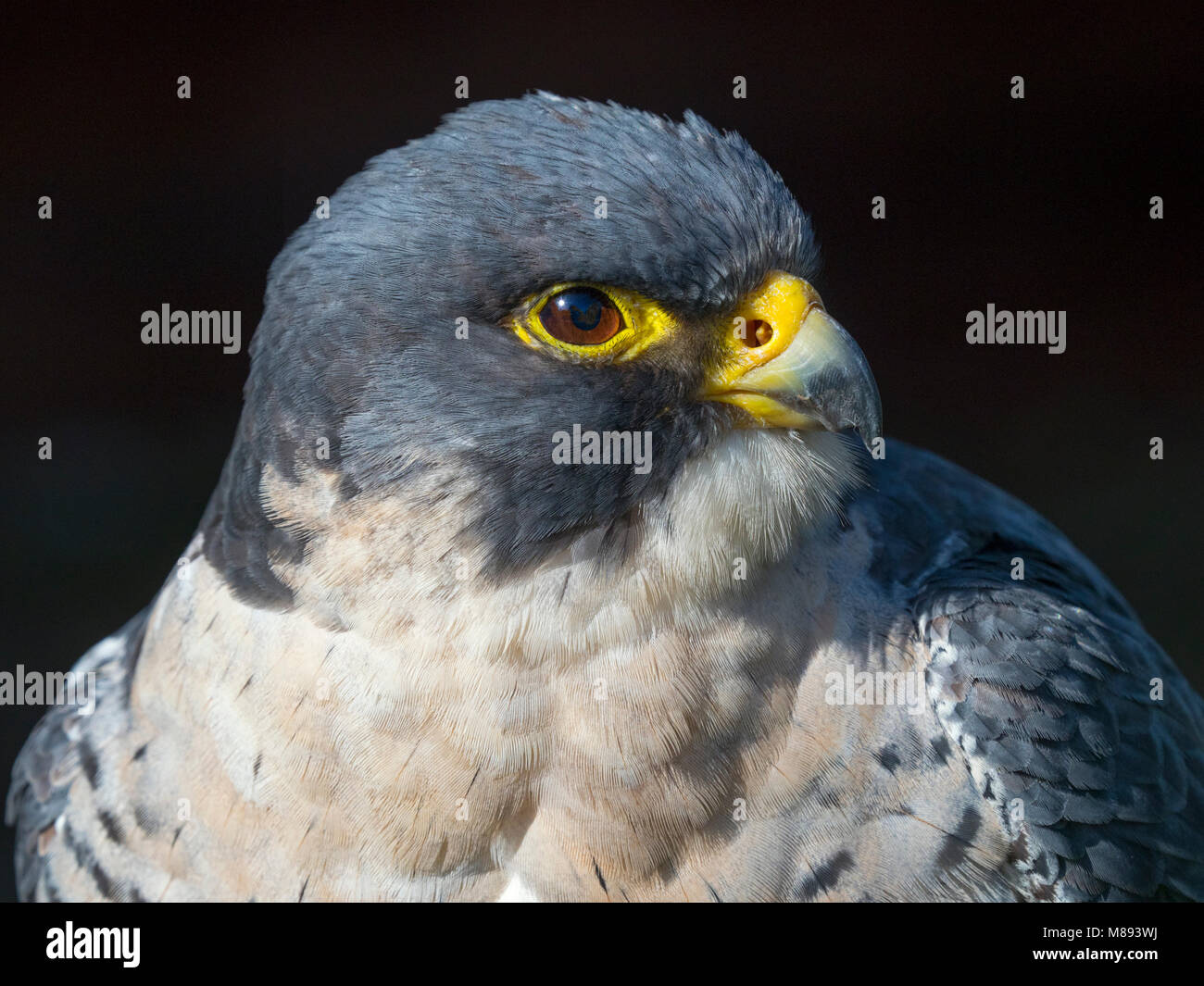 Falco pellegrino Falco peregrinus ritratto Foto Stock