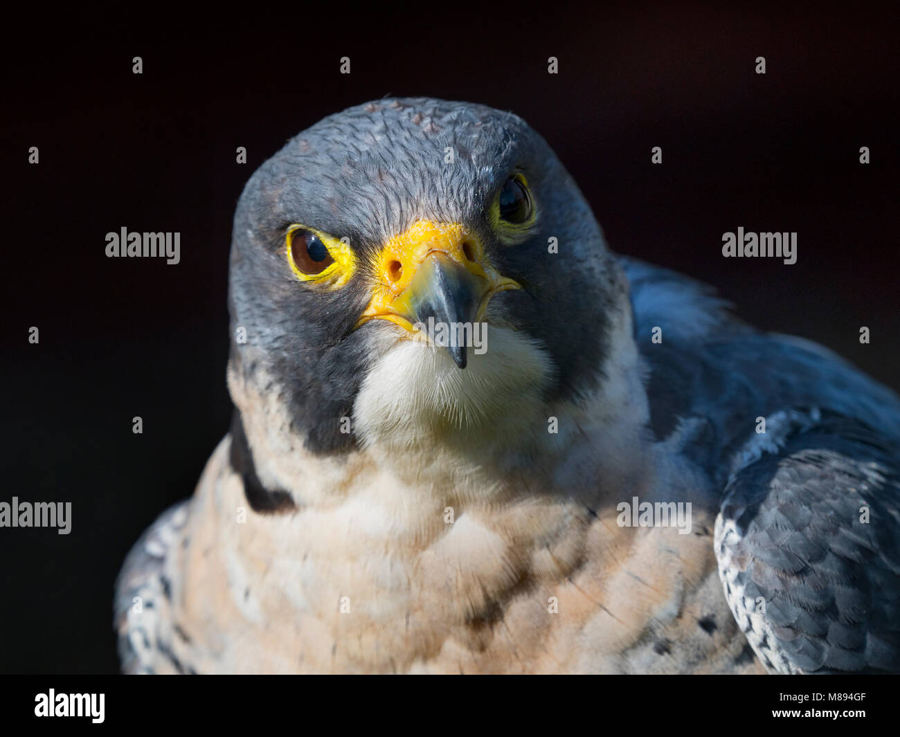 Falco pellegrino Falco peregrinus ritratto Foto Stock
