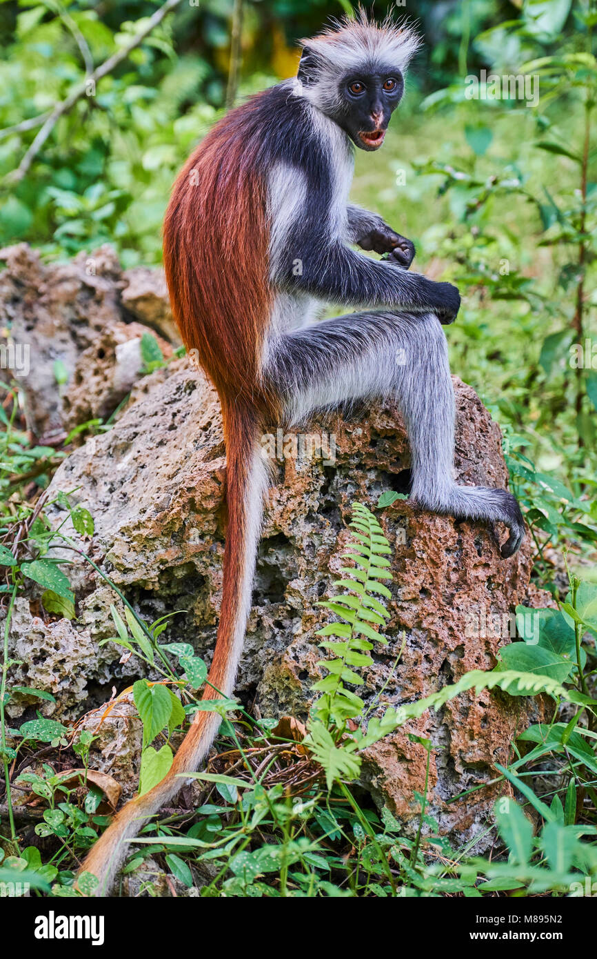 Tanzania, isola di Zanzibar, Unguja, foresta di Jozani, Red Colobus o piliocolobus Foto Stock