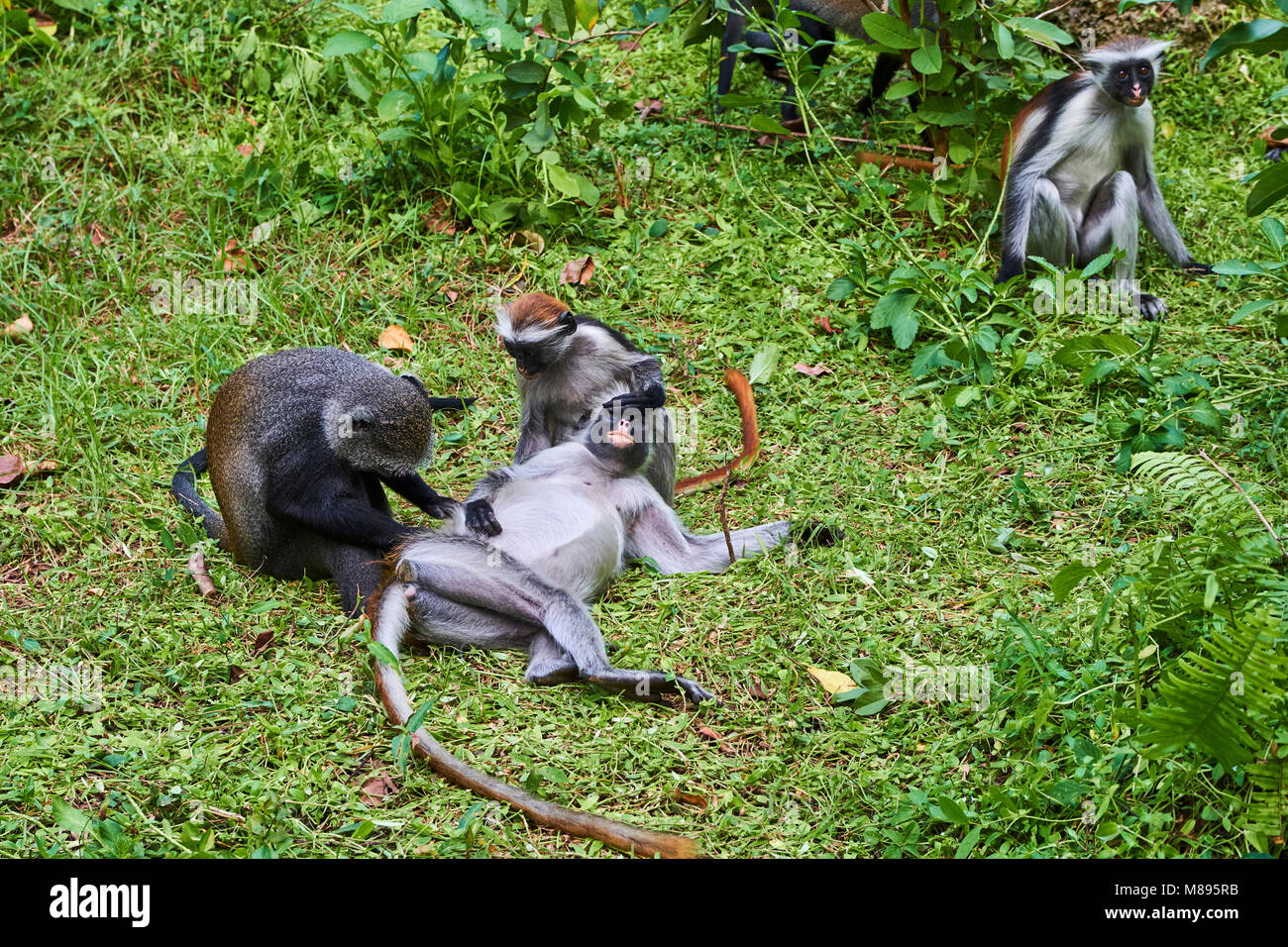 Tanzania, isola di Zanzibar, Unguja, foresta di Jozani, blue monkey o diademed monkey Foto Stock