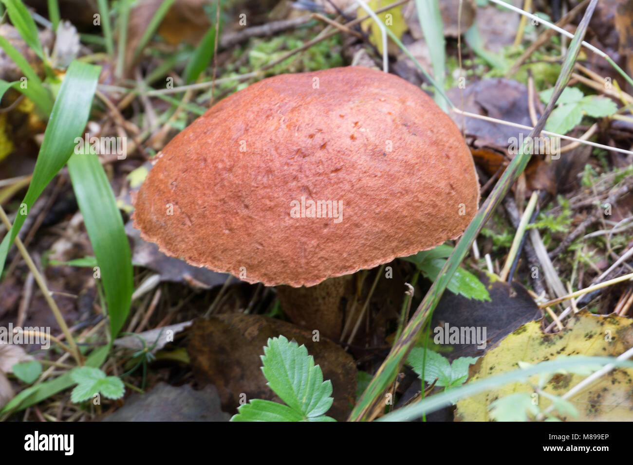 Fungo di quest anno abbiamo avuto un'estate molto calda e crebbe di Funghi: Funghi porcini,e funghi porcini e bianco. Foto Stock