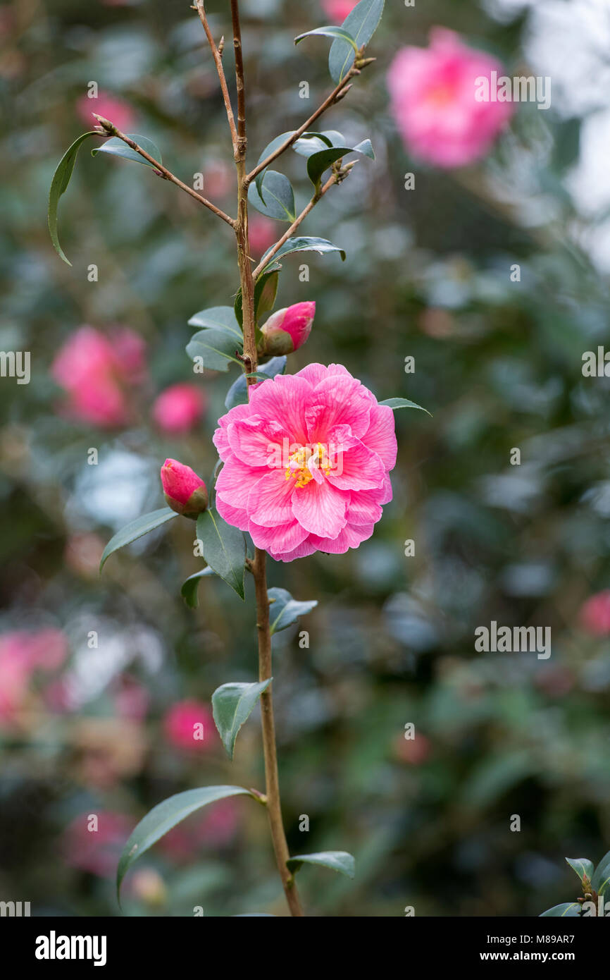 Camellia japonica fiore in marzo. Regno Unito Foto Stock