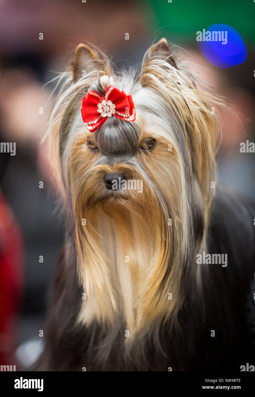 Un Yorkshire Terrier curato e pronto per essere giudicato al Crufts dog show Foto Stock