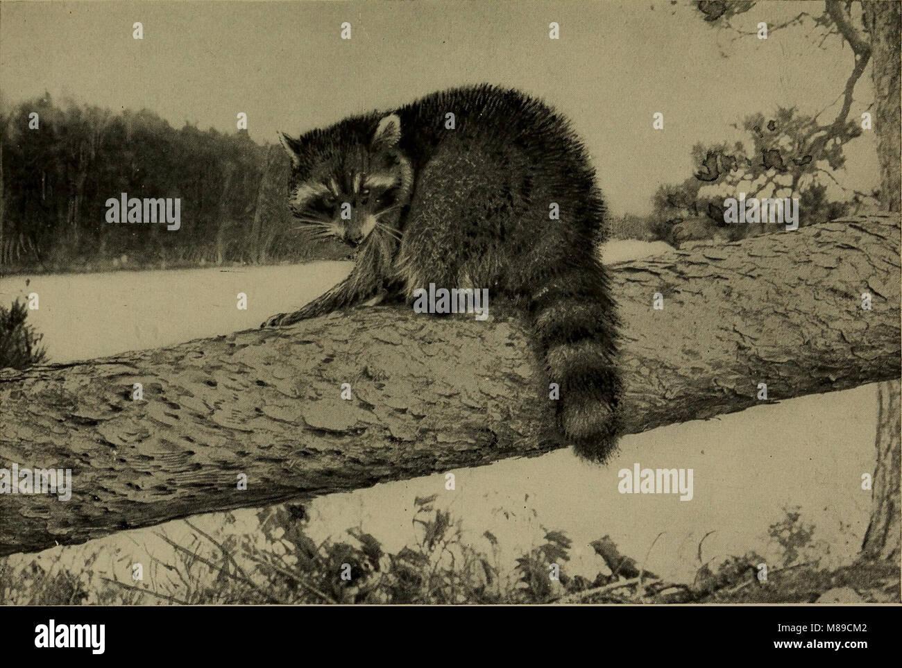 La vita familiare in campo e del bosco; gli animali, uccelli, rane e salamandre (1898) (14568966597) Foto Stock