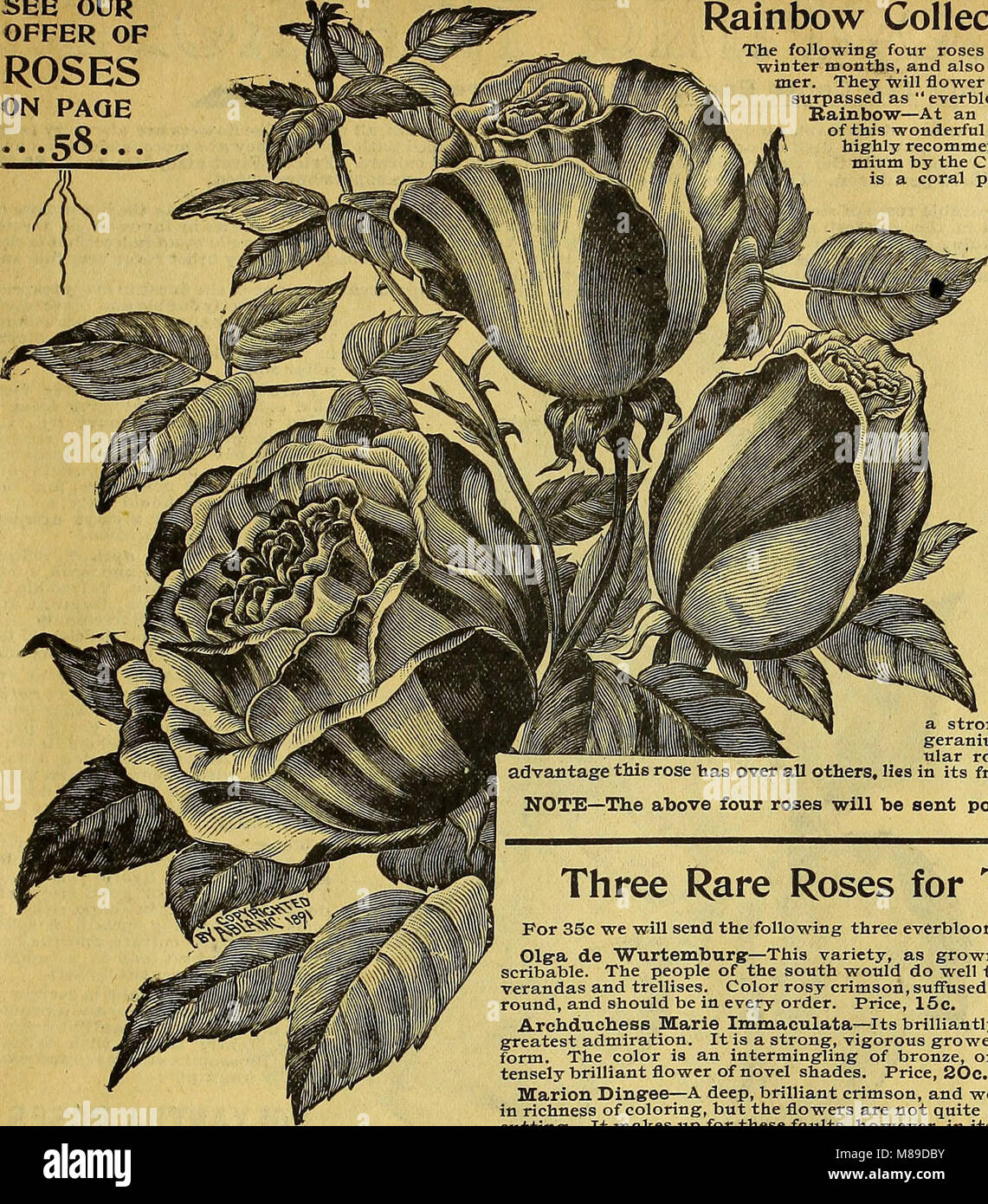 Agriturismo e guida floreali - semi, piante, lampadine, frutti e tuberi seme di patate (1896) (20356431309) Foto Stock