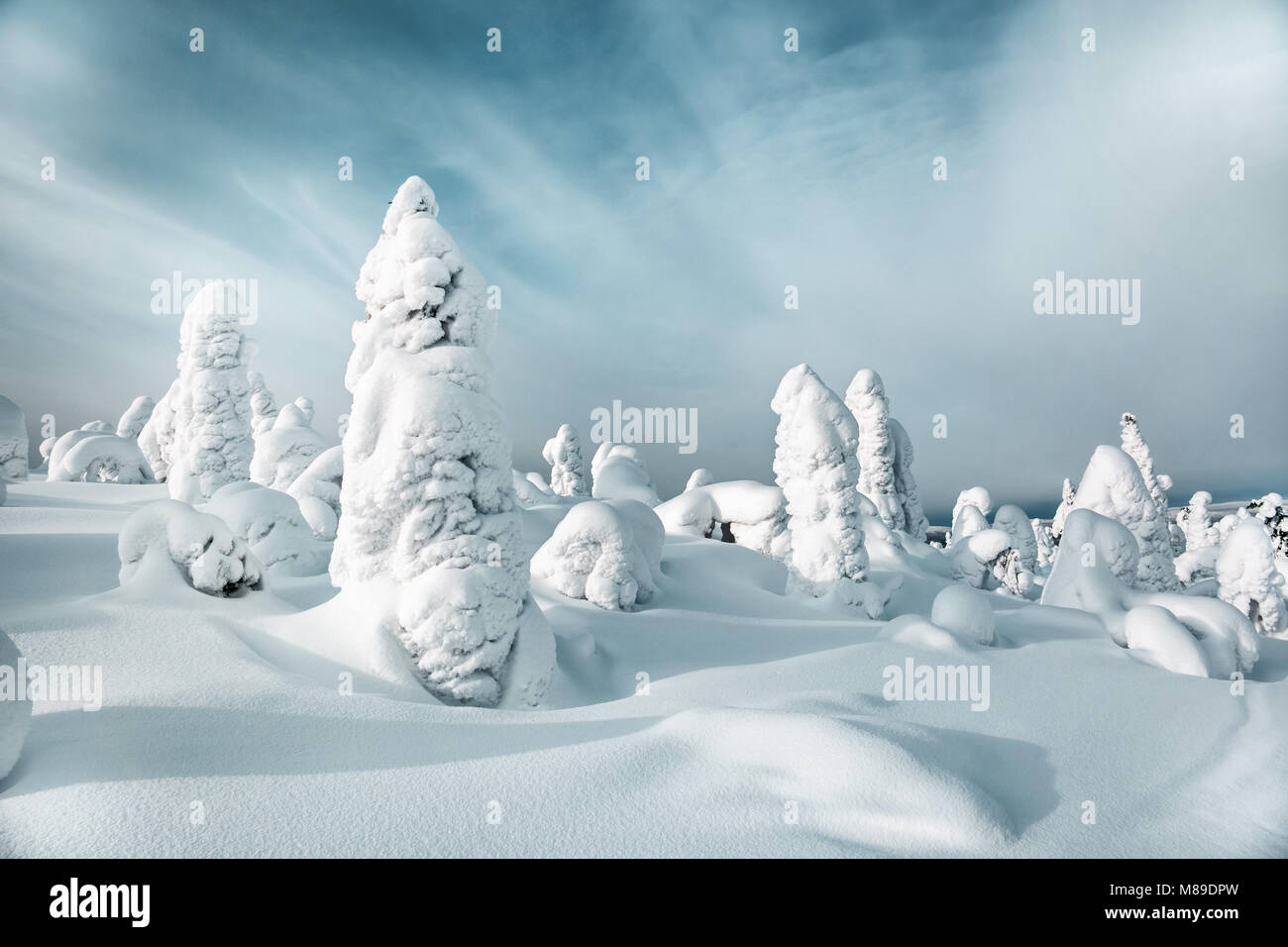 Paesaggio invernale. Silenzio bianco sul Monte Kivakka. La Carelia. La Russia Foto Stock