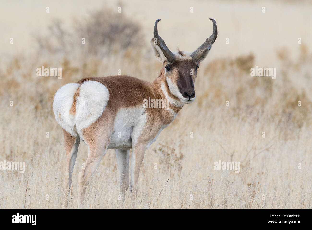 Intenti Utah pronghorn antelope buck Foto Stock