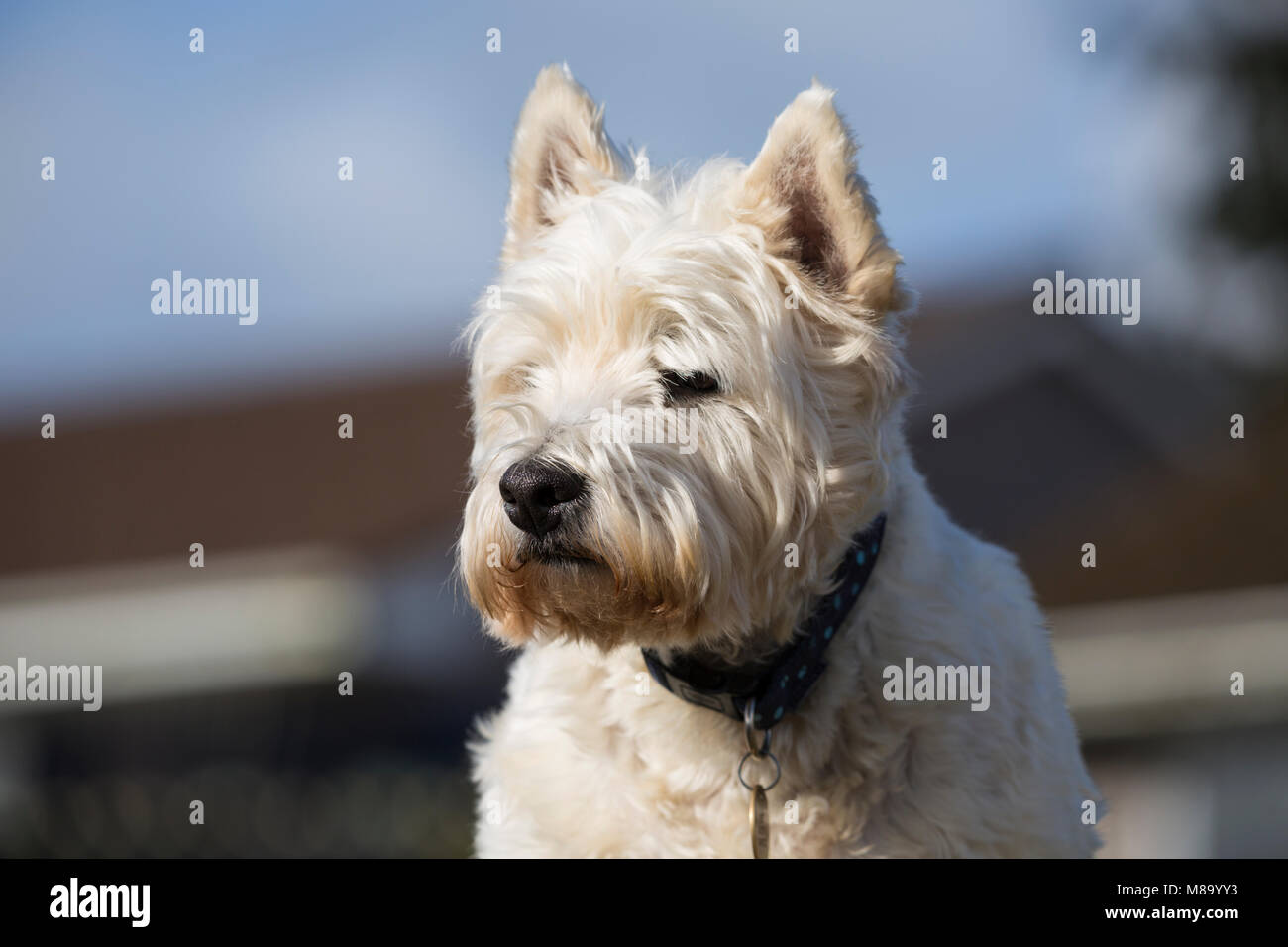 West Highland Terrier Foto Stock