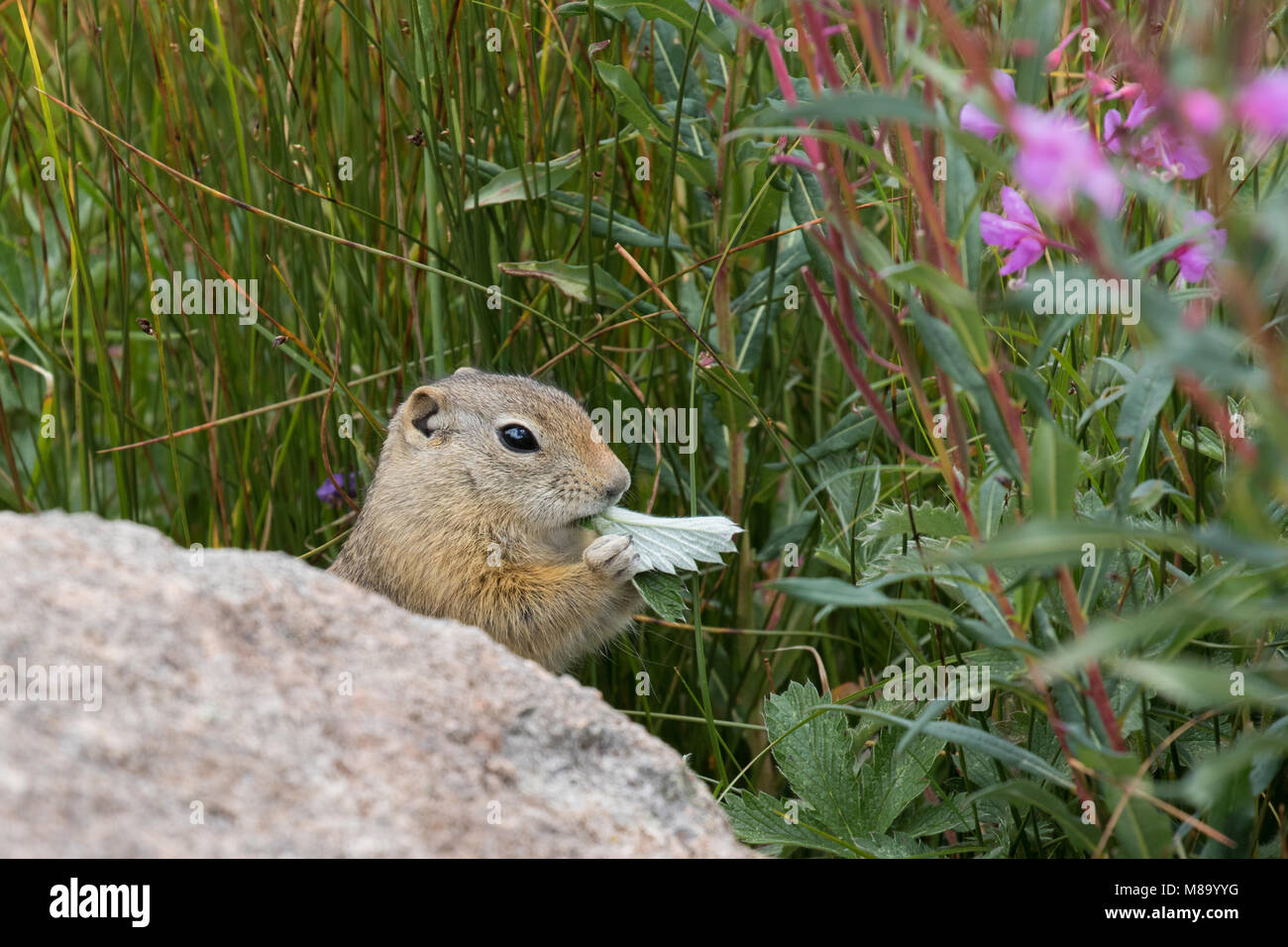 Fame Wyoming scoiattolo di terra Foto Stock