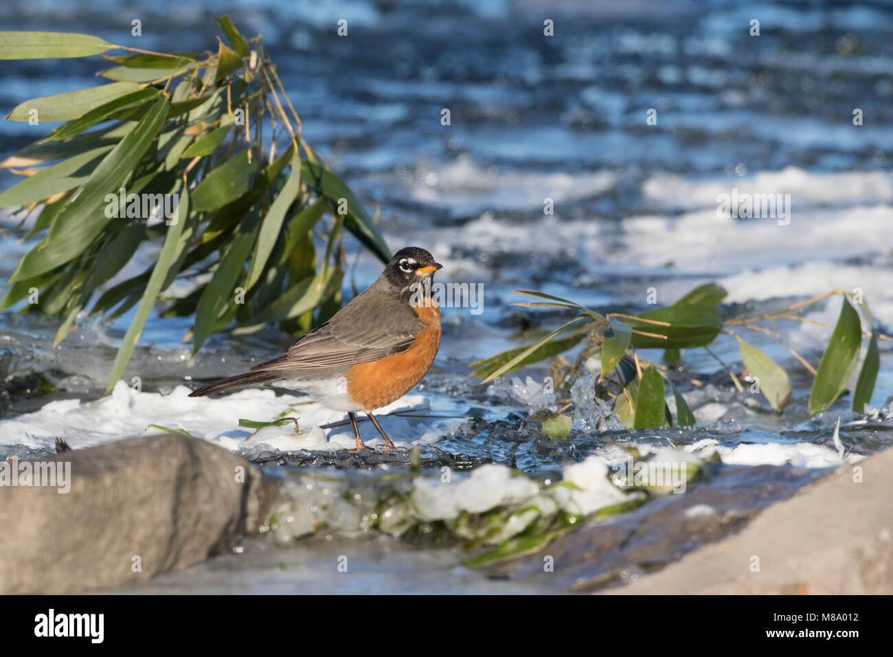 Inverno American robin Foto Stock