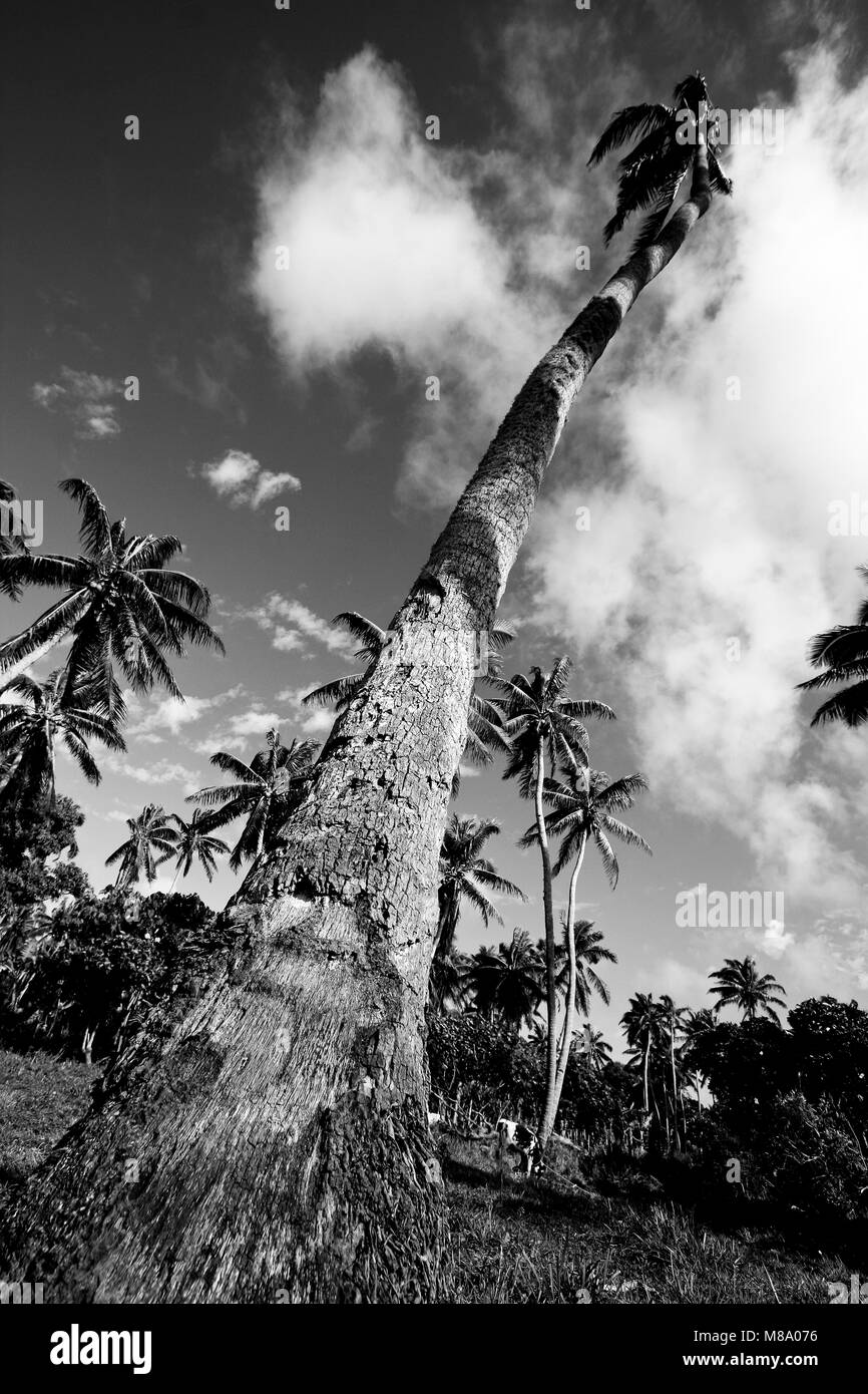 Palm tree. Lifuka Island.Ha'lslands apai. Tonga. La Polinesia Foto Stock