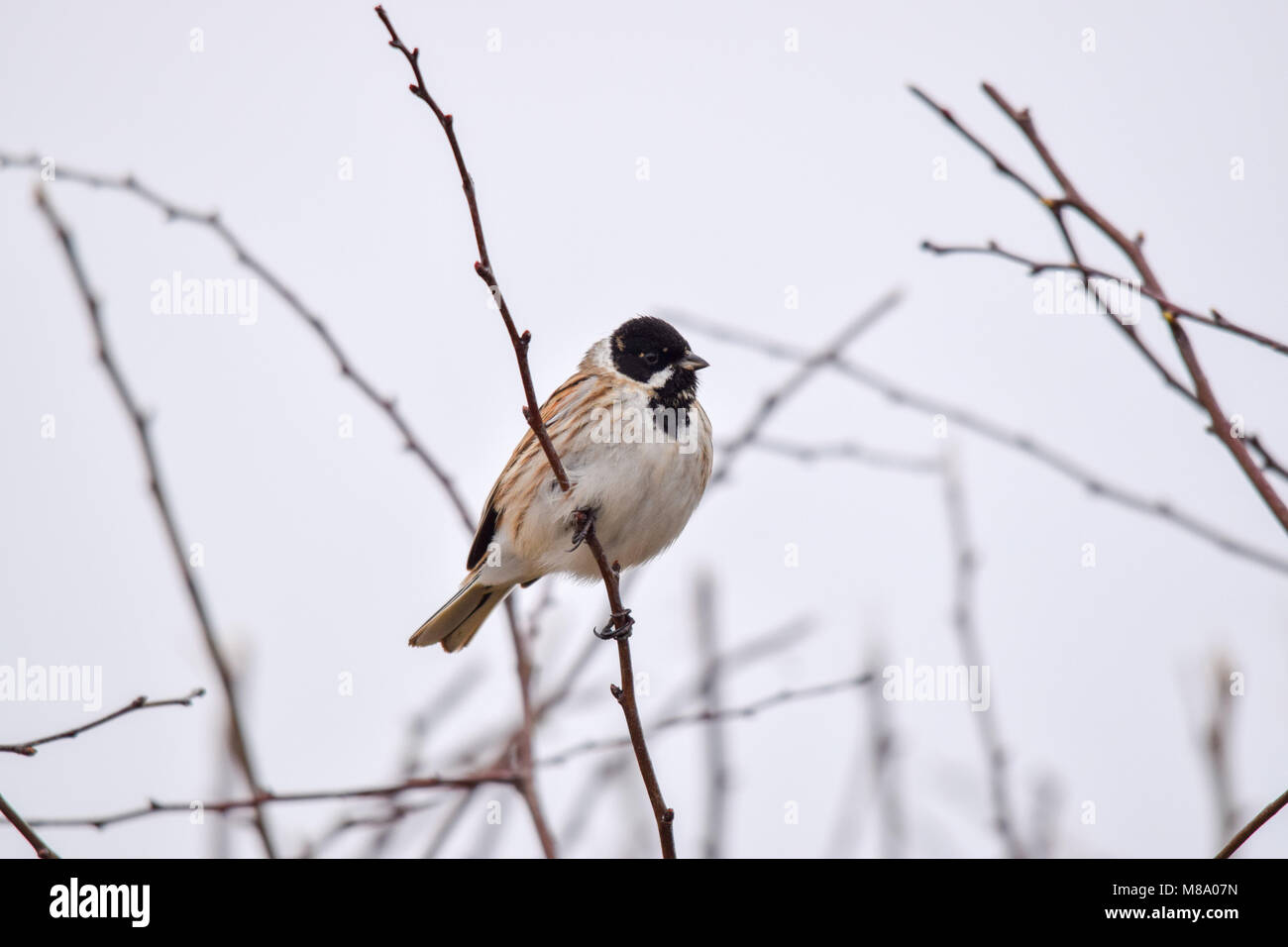 Uccello di canzone Foto Stock