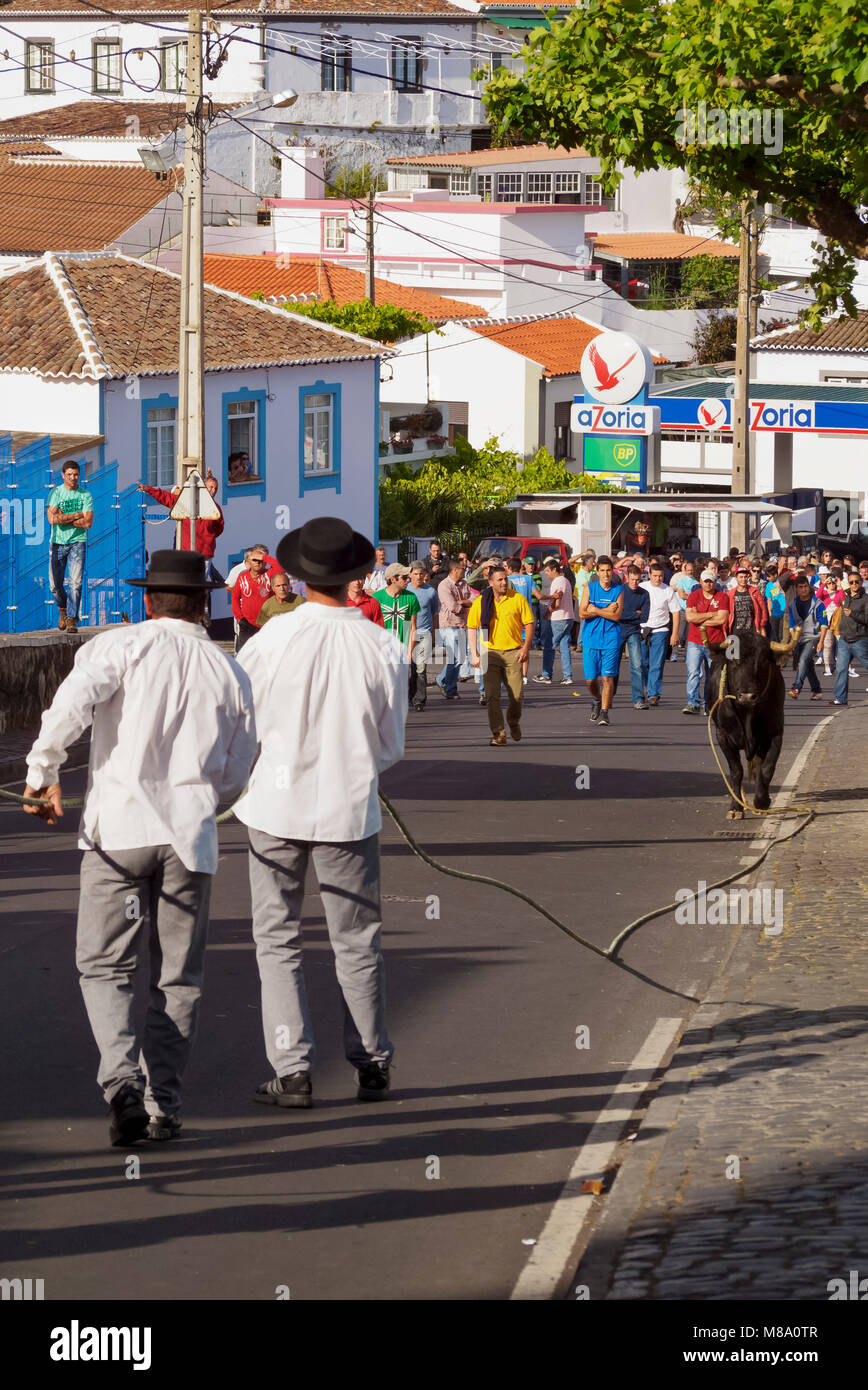 Tourada a corda, la corrida su una fune, Sao Mateus da Calheta, isola Terceira, Azzorre, Portogallo Foto Stock