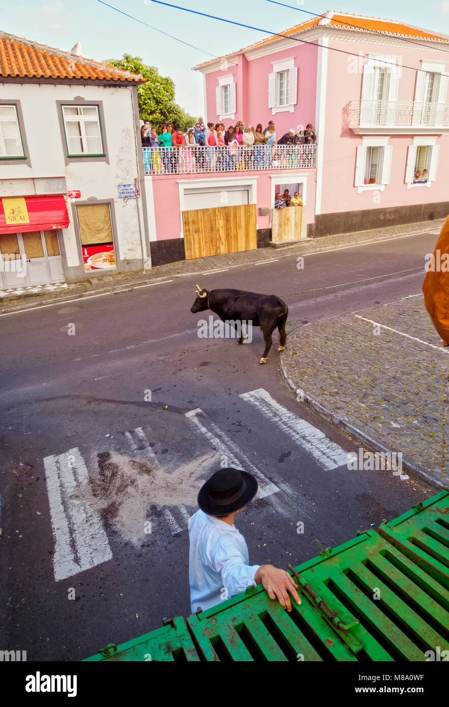 Tourada a corda, la corrida su una fune, Sao Mateus da Calheta, isola Terceira, Azzorre, Portogallo Foto Stock