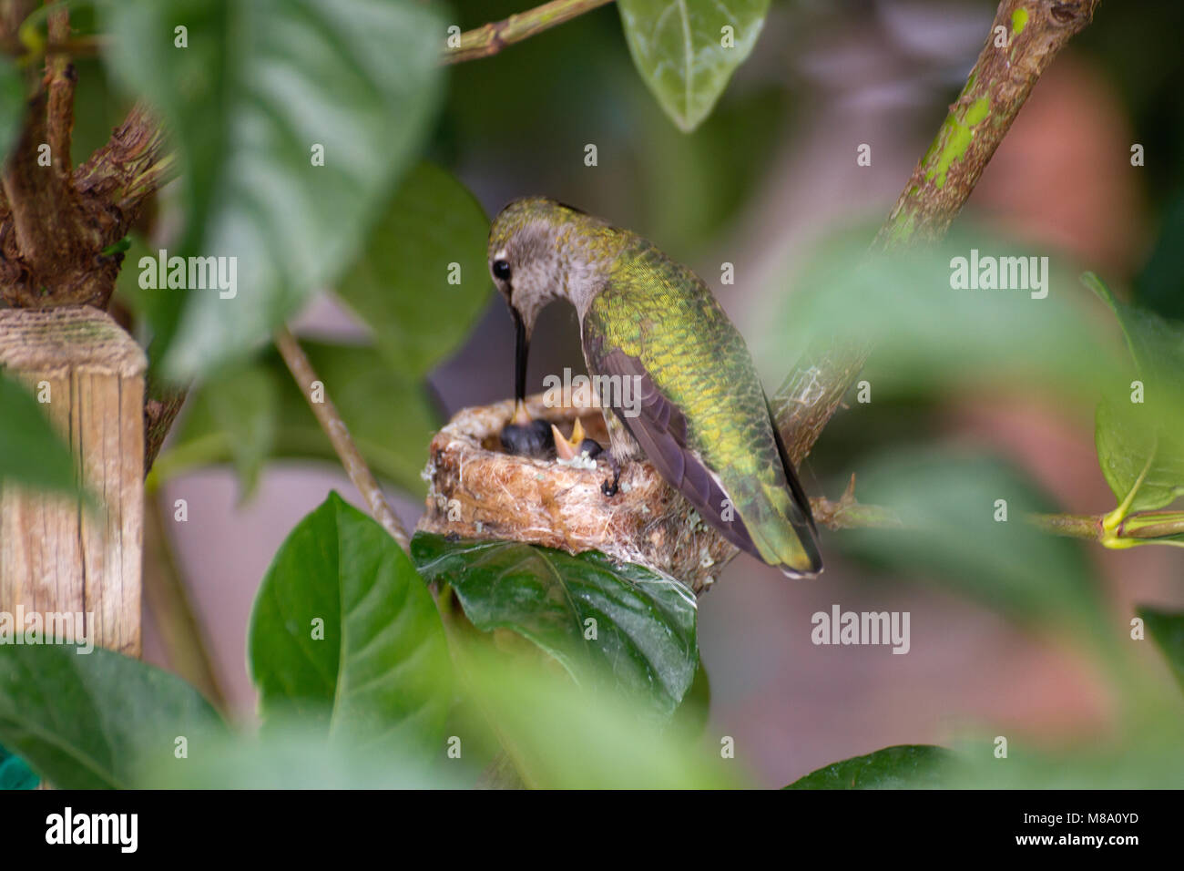 Hummingbird madre premurosa per i suoi giovani. Foto Stock