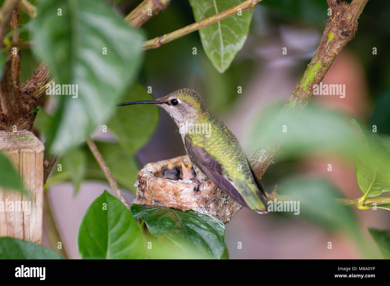 Hummingbird madre premurosa per i suoi giovani. Foto Stock