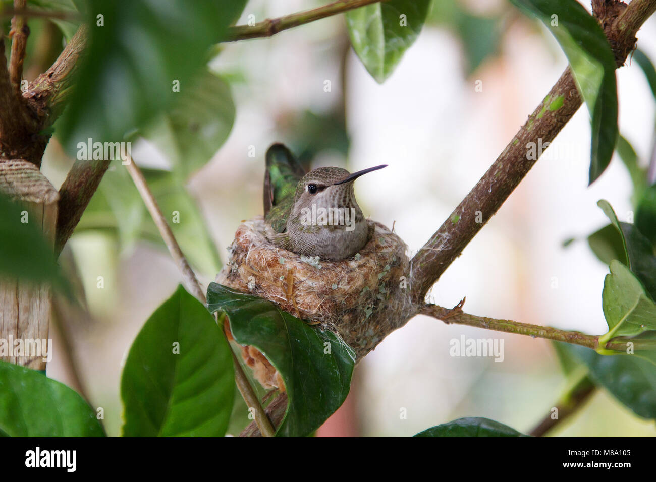 Hummingbird madre premurosa per i suoi giovani. Foto Stock