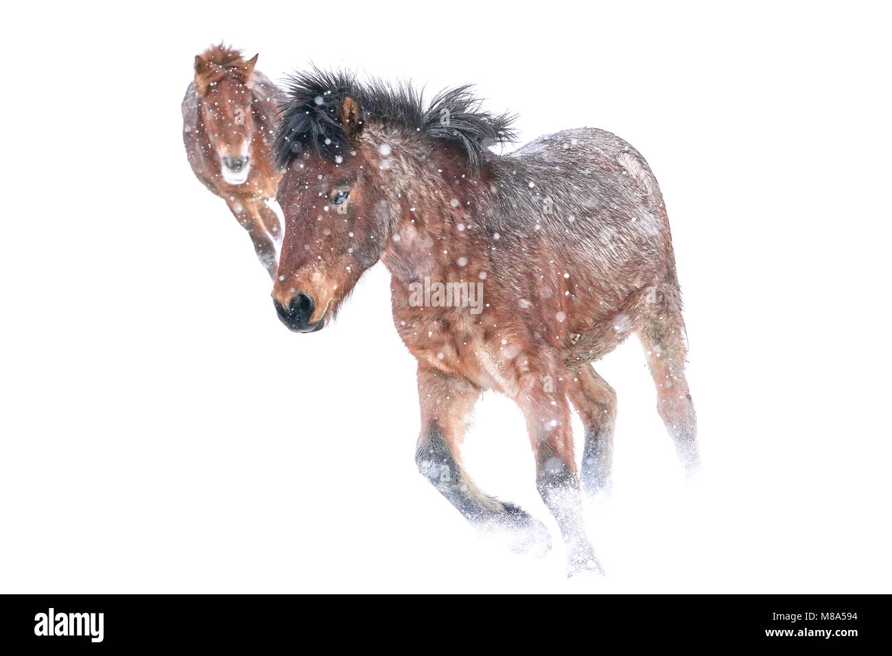 Dosanko cavallo di notte Foto Stock