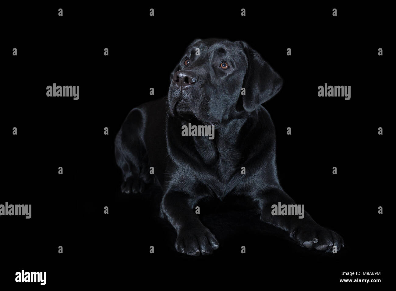 Bellissima giovane cane maschio labrador razza su sfondo nero Foto Stock