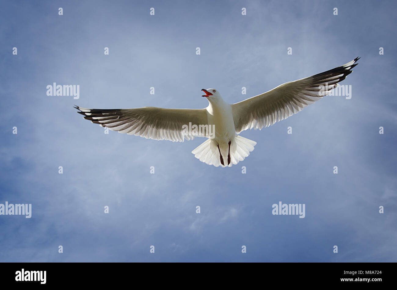 Argento (gabbiano Chroicocephalus novaehollandiae) in volo che mostra la visualizzazione territoriale Foto Stock