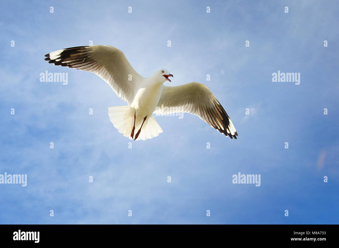 Argento (gabbiano Chroicocephalus novaehollandiae) in volo che mostra la visualizzazione territoriale Foto Stock