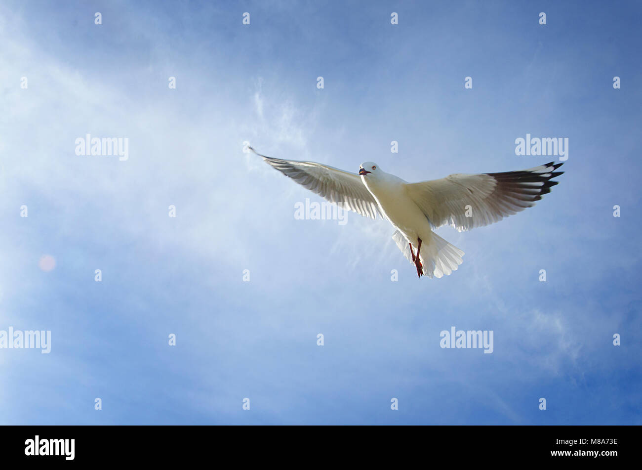 Argento (gabbiano Chroicocephalus novaehollandiae) in volo che mostra la visualizzazione territoriale Foto Stock