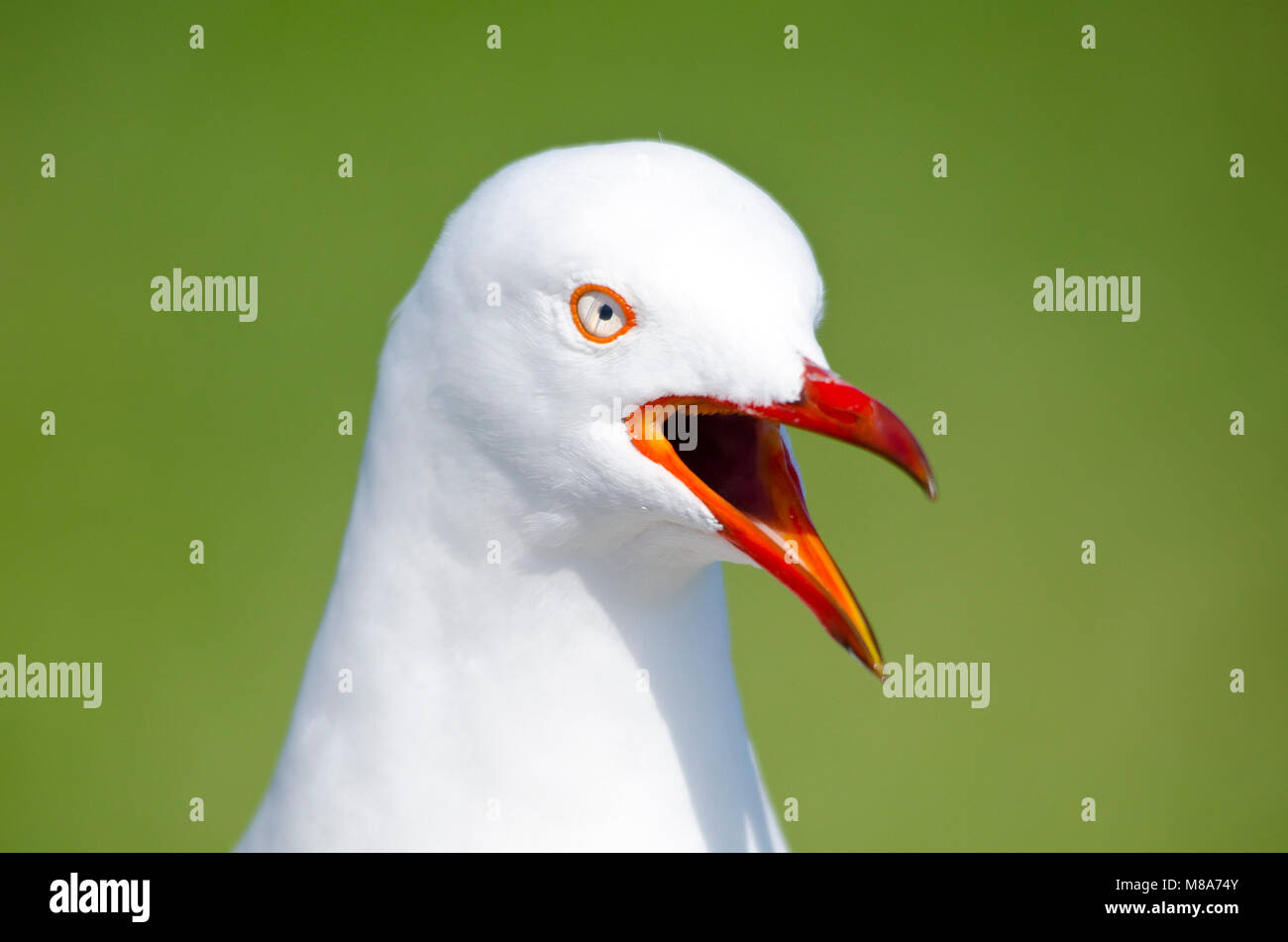 Ritratto di testa del gabbiano argento (Chroicocephalus novaehollandiae) con sfondo verde Foto Stock