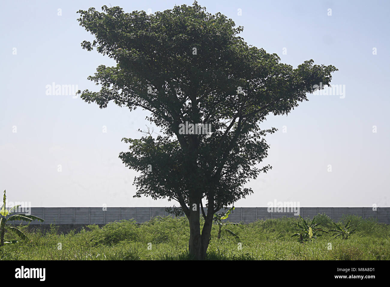 Un solitario di medie Tree con cielo blu sullo sfondo Foto Stock
