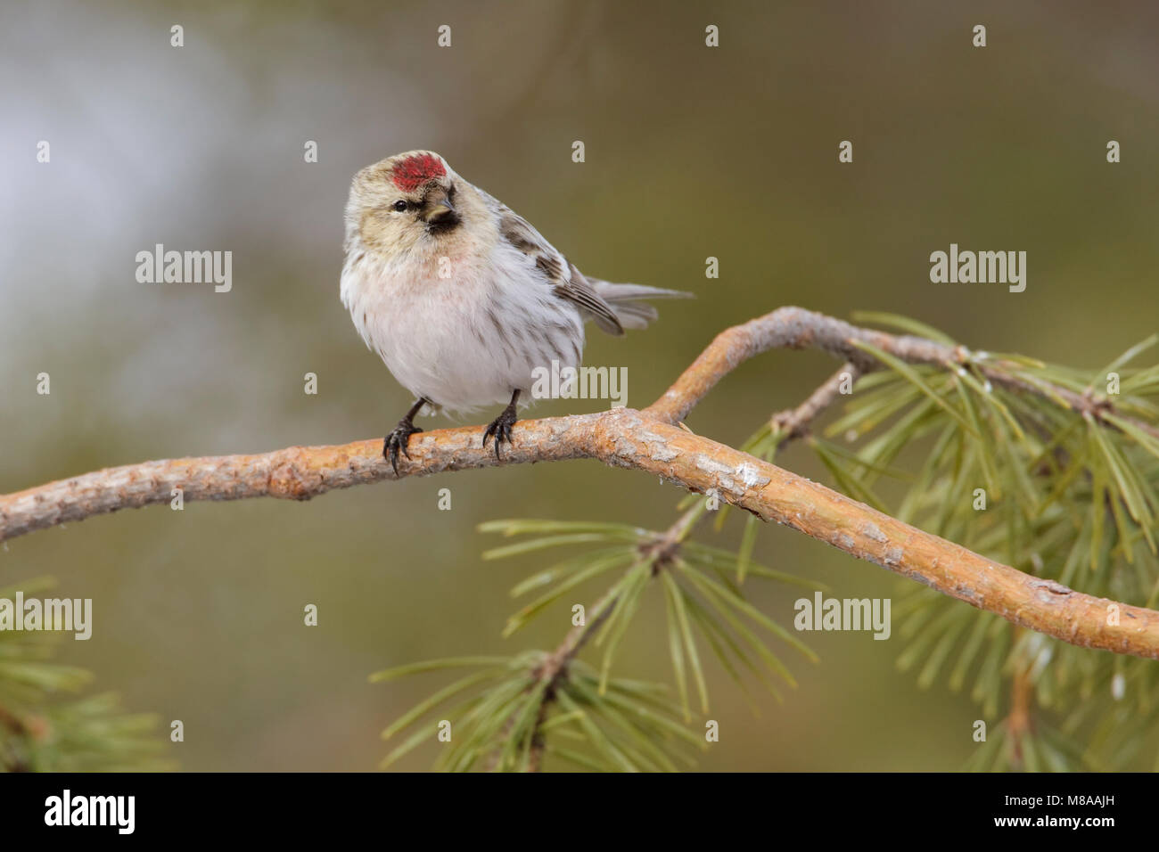 Witstuitbarmsijs op een takje; Arctic Redpoll appollaiato su un ramo Foto Stock