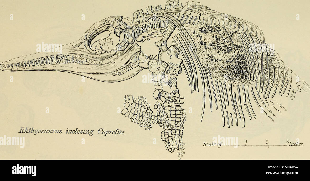 Geologia e Mineralogia considerato con riferimento alla teologia naturale (1836) (14598112087) Foto Stock