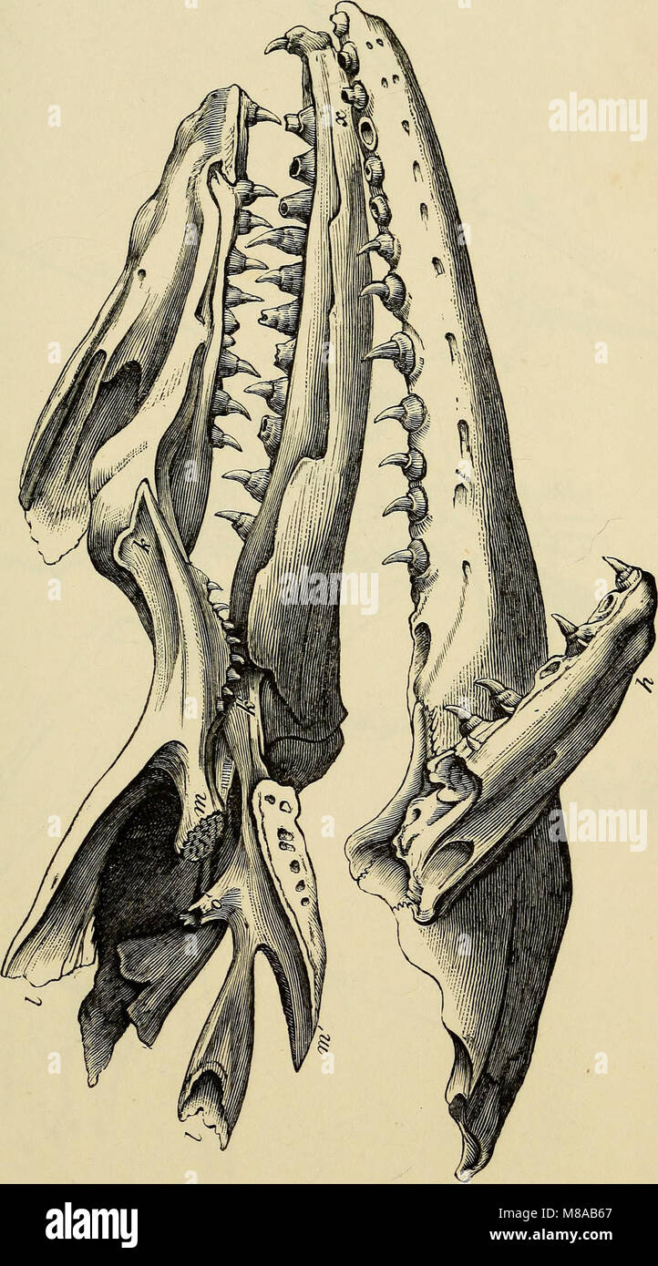 Geologia e Mineralogia considerato con riferimento alla teologia naturale (1836) (14784635545) Foto Stock