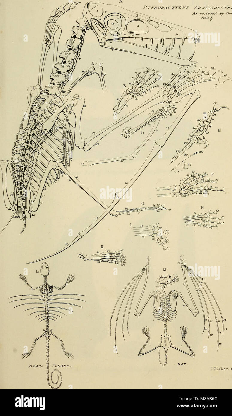 Geologia e Mineralogia considerato con riferimento alla teologia naturale (1836) (14804491233) Foto Stock