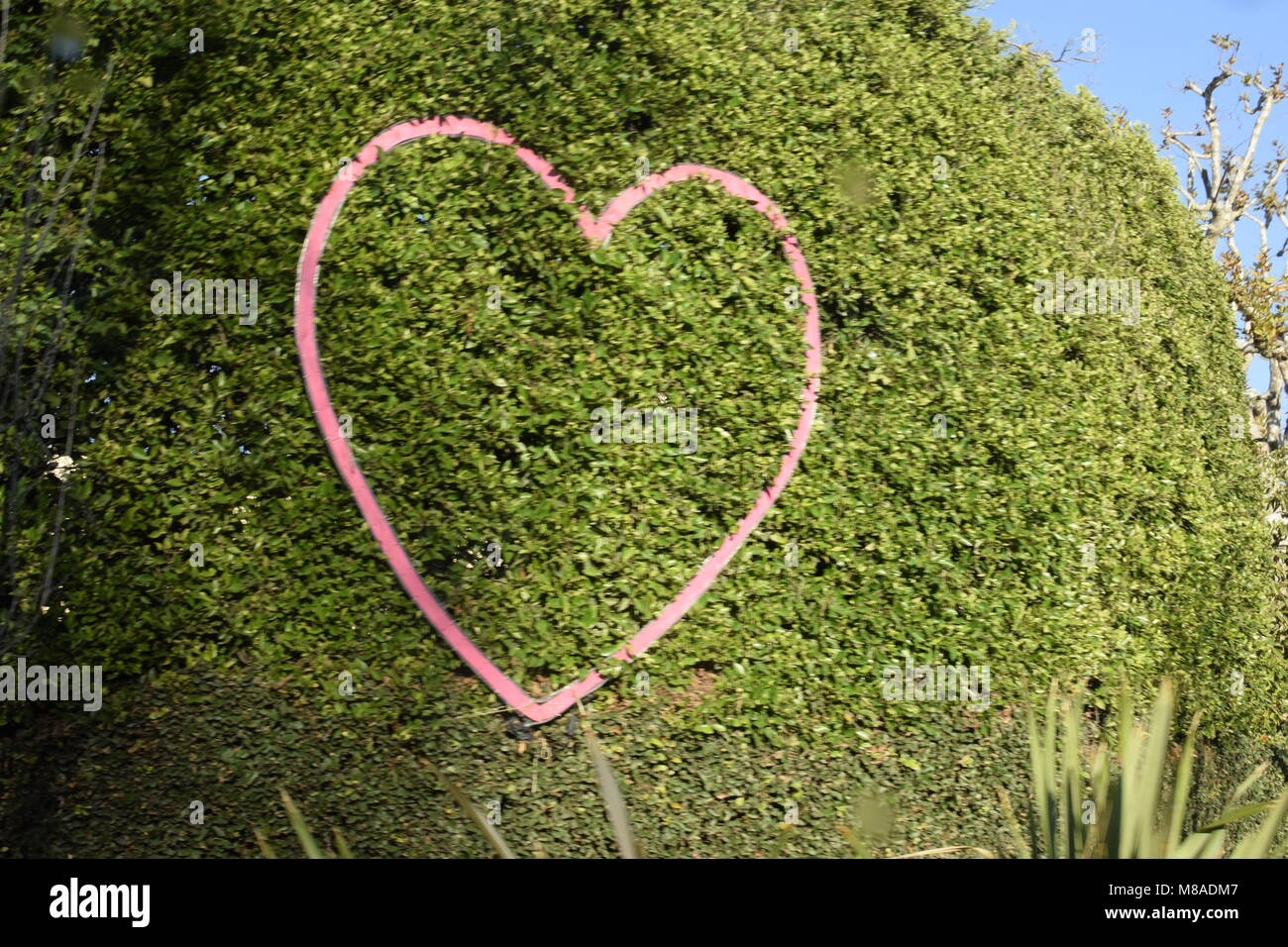 Cuore in una siepe Foto Stock
