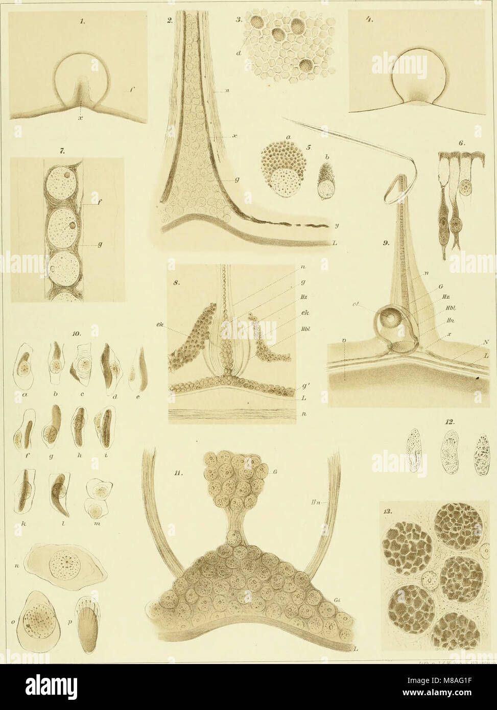 Die Medusen; Physiologisch und Morphologisch auf ihr Nervensystem untersucht (1878) (20309627584) Foto Stock