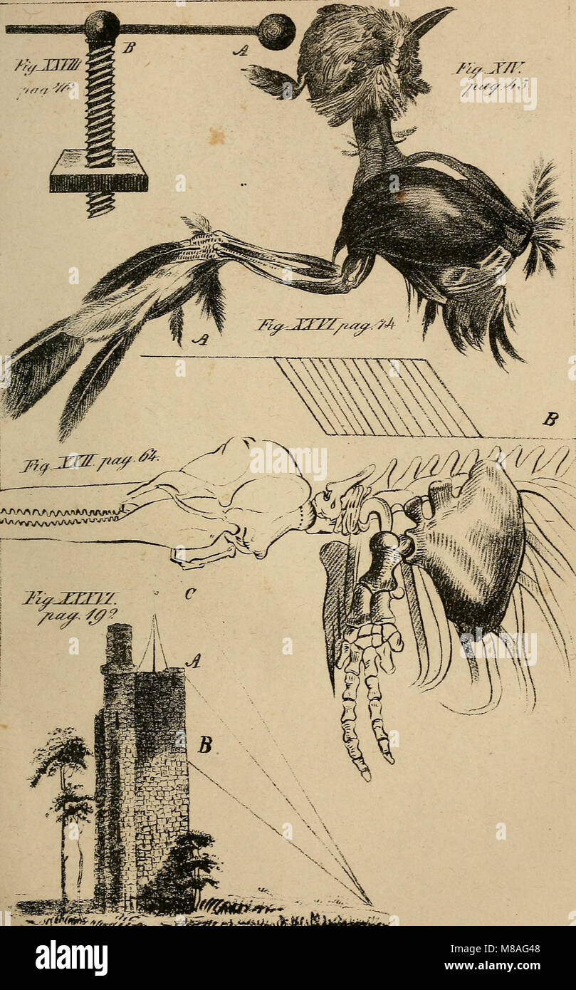 Die menschliche mano und ihre Eigenschaften (1836) (14584092017) Foto Stock