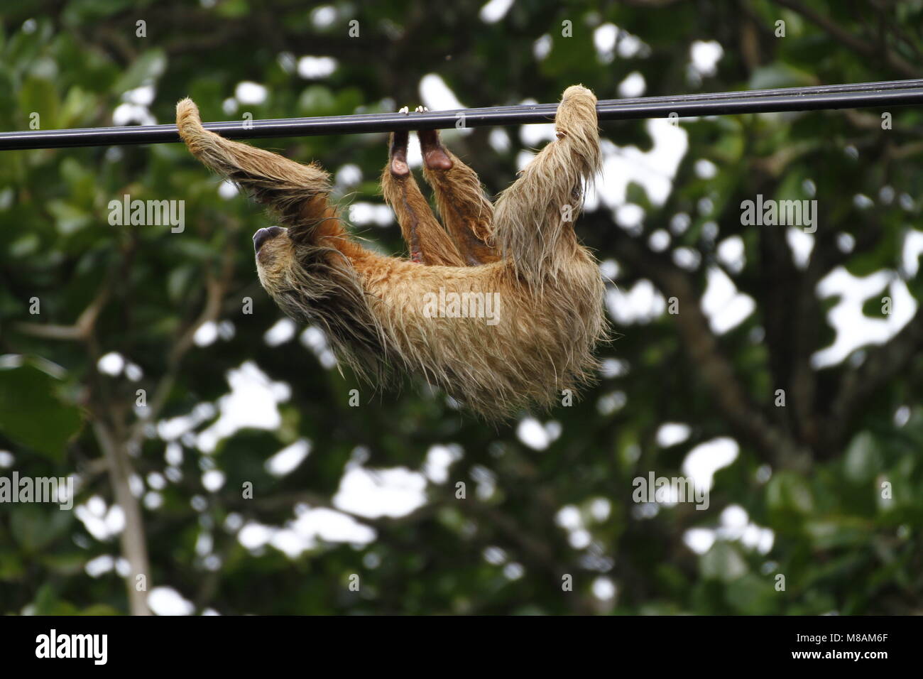 Due dita bradipo arrampicata a Cahuita, Costa Rica Foto Stock