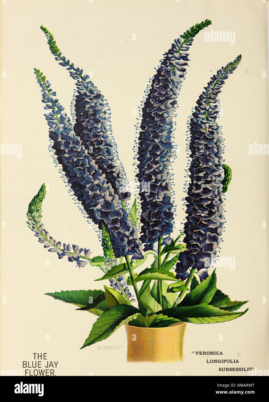 Hardy piante perenni (1907) (14750038136) Foto Stock