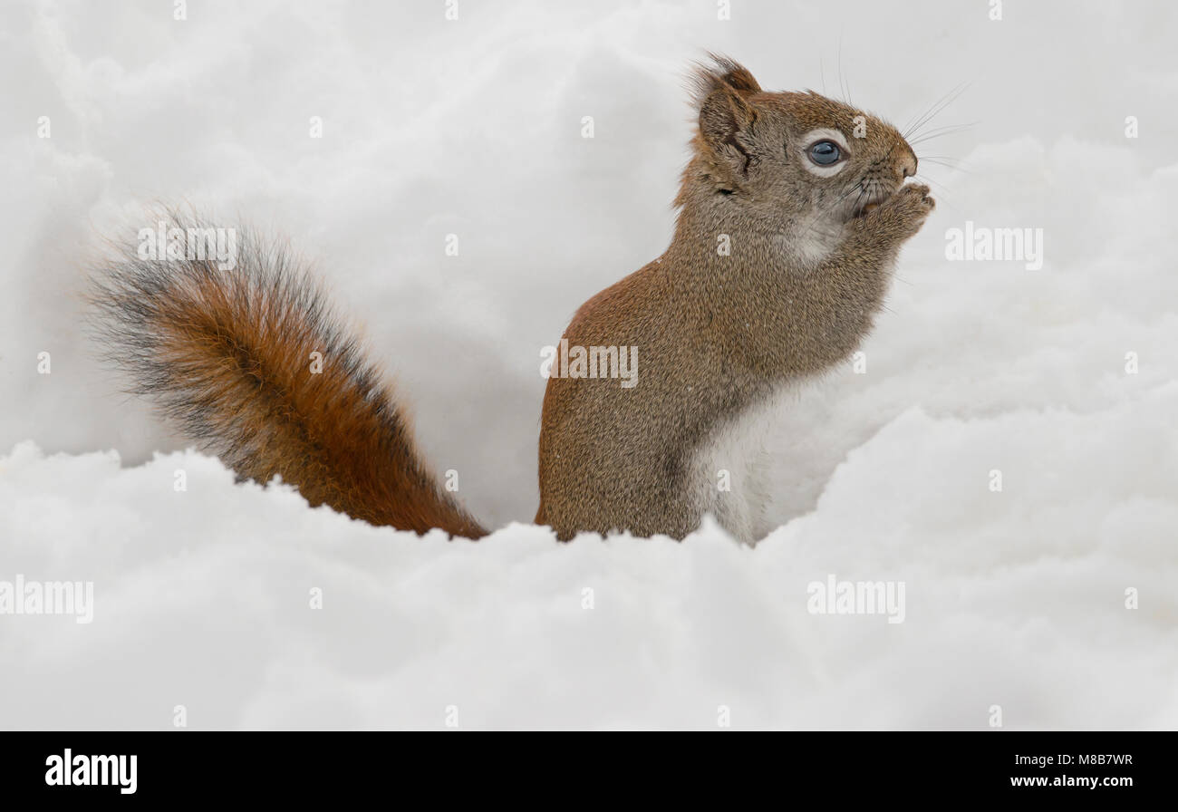 American scoiattolo rosso (Tamiasciurus hudsonicus), inverno, E STATI UNITI D'AMERICA, da saltare Moody/Dembinsky Foto Assoc Foto Stock