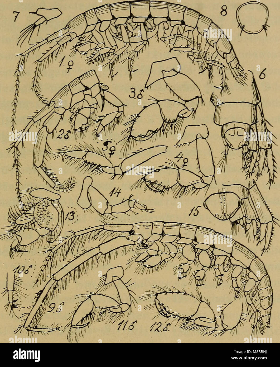 Danmarks fauna; illustrerede haandbøger su den danske dyreverden.. (1907) (20808085306) Foto Stock