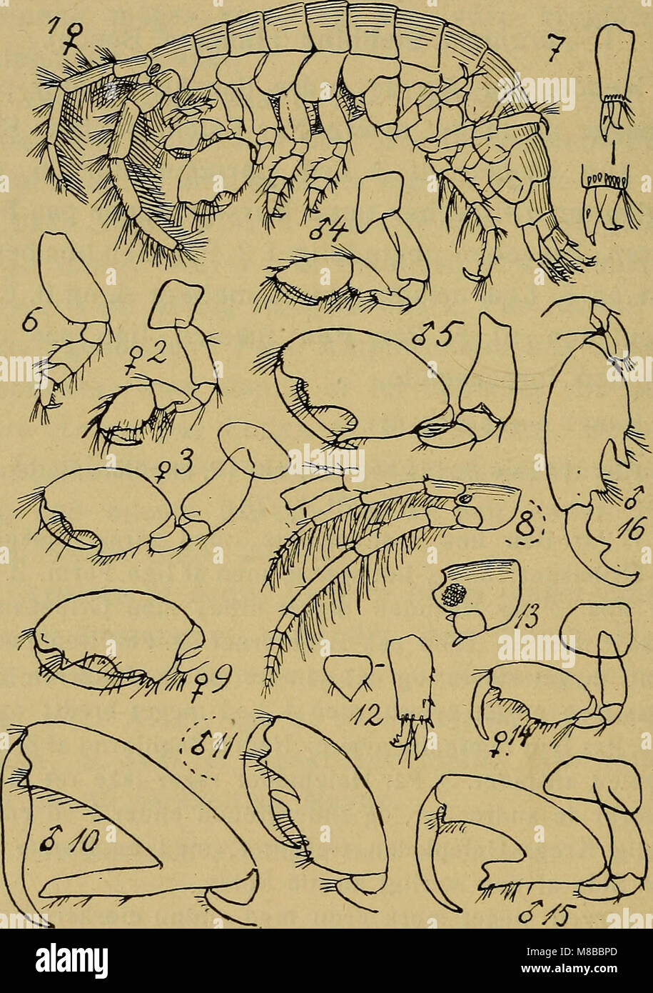 Danmarks fauna, pubblicato nel 1907, è una guida dettagliata illustrata alla vita animale della Danimarca. Descrive varie specie presenti negli ecosistemi di Denmarkâ, tra cui mammiferi, uccelli, insetti e vita acquatica. Foto Stock