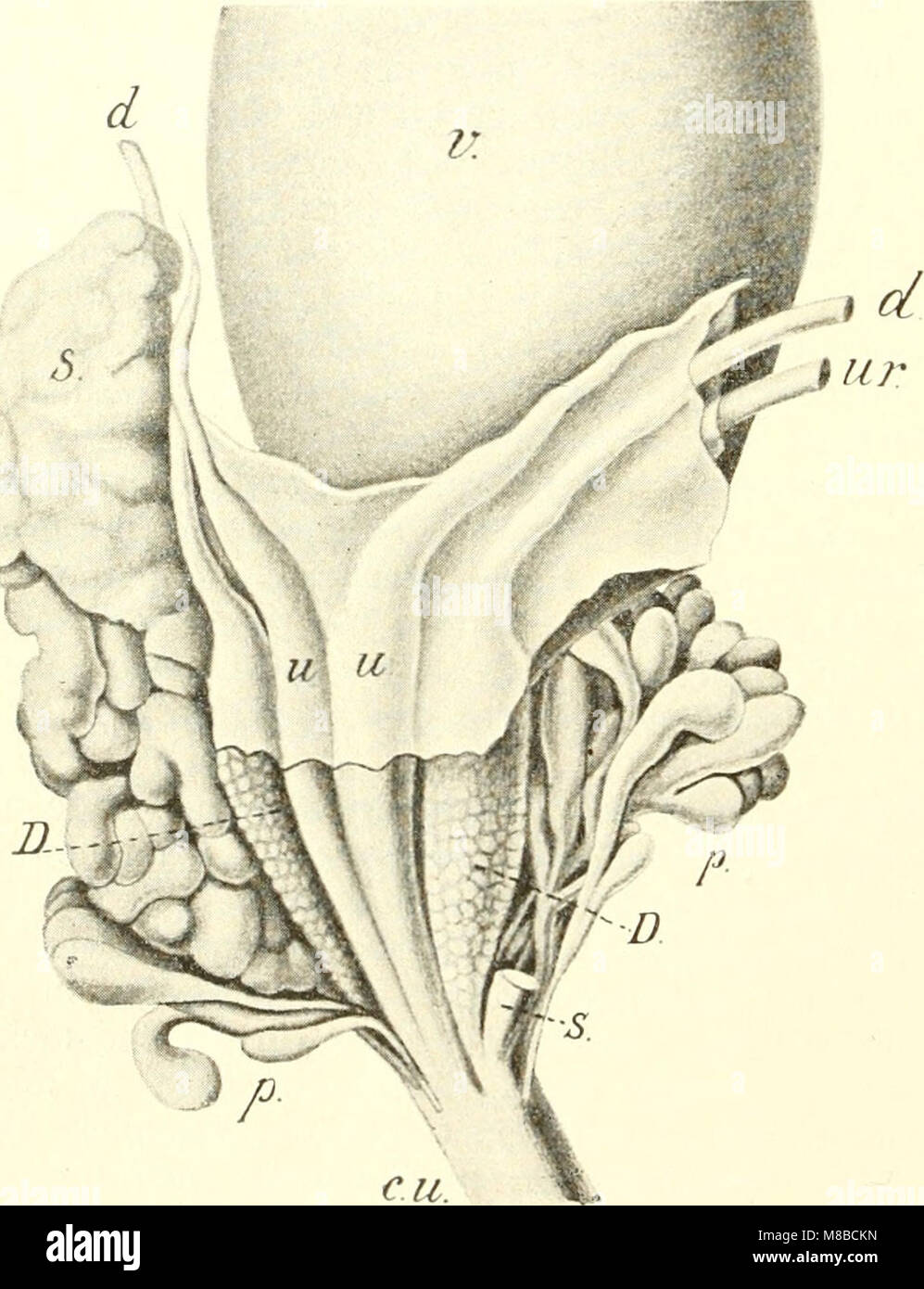 Die säugetiere. Einführung in die anatomie und systematik der recenten und fossilen Mammalia (1904) (20955072331) Foto Stock