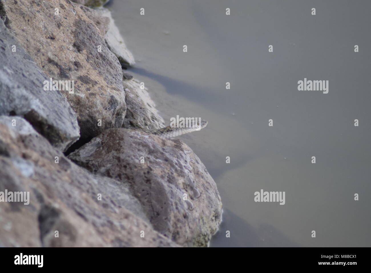 Nuove immagini per voi e di grande immagine per voi le immagini HD le immagini in full hd in questo caso la prima volta in cui avete domande si prega di contattare me a Foto Stock