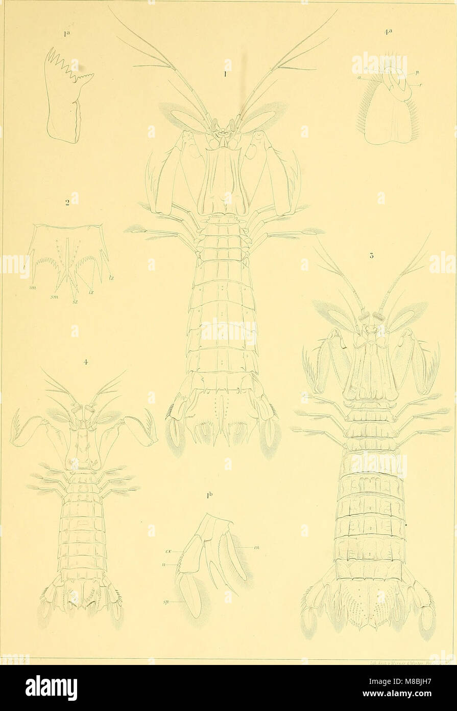 Die Stomatopoden der deutschen Tiefsee-Expedition (1904) (14755981976) Foto Stock