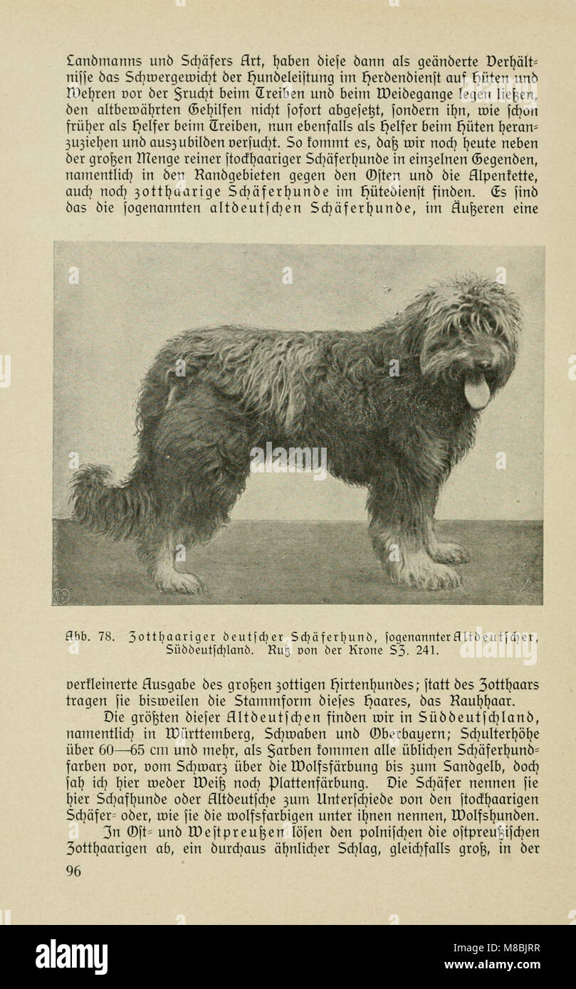 *Der deutsche SchÃ¤ferhund in Wort und Bild* (1921) esplora la razza pastore tedesca, concentrandosi sulle sue caratteristiche, l'addestramento e il ruolo di cane da lavoro. Fornisce informazioni dettagliate sui tratti fisici e sulle tendenze comportamentali del breedâ. Foto Stock