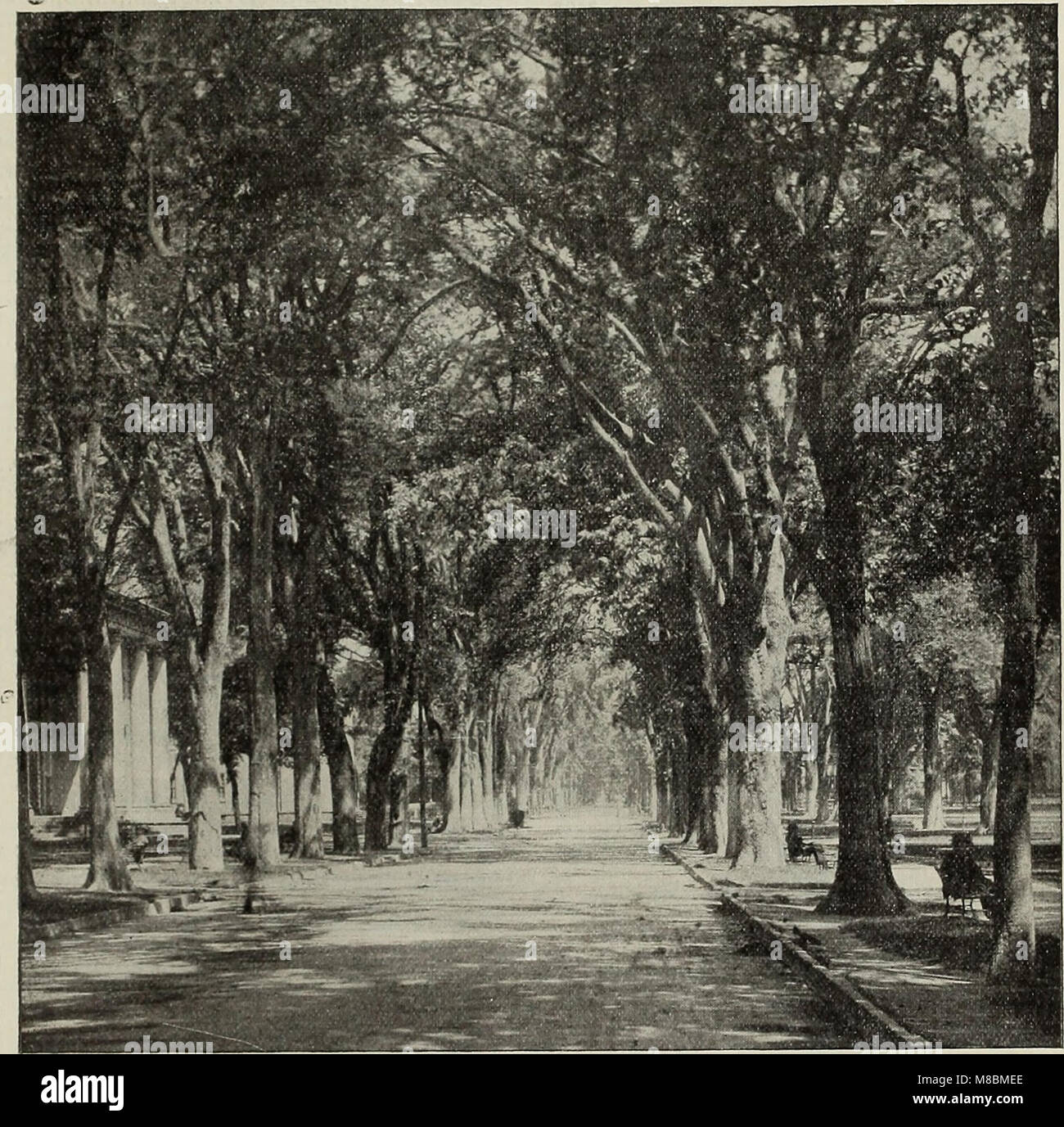 Catalogo descrittivo - alberi ornamentali, arbusti, vigne, sempreverdi, Hardy perennials e frutta (1902) (20565585895) Foto Stock