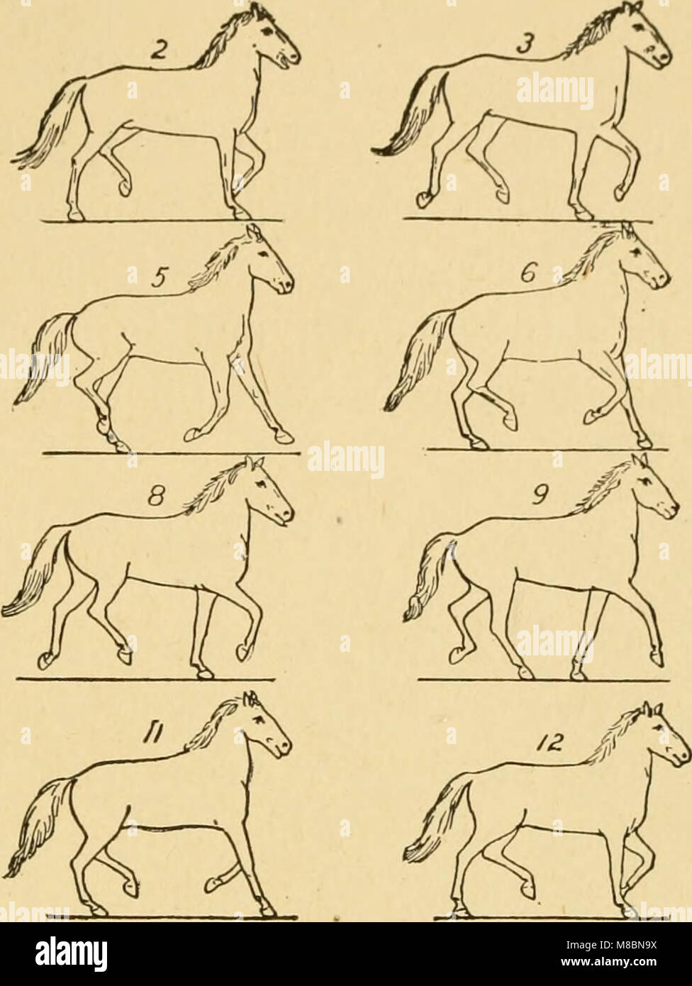 Zoopraxography descrittivo o, la scienza della Locomozione animale reso popolare (1893) (20695680879) Foto Stock