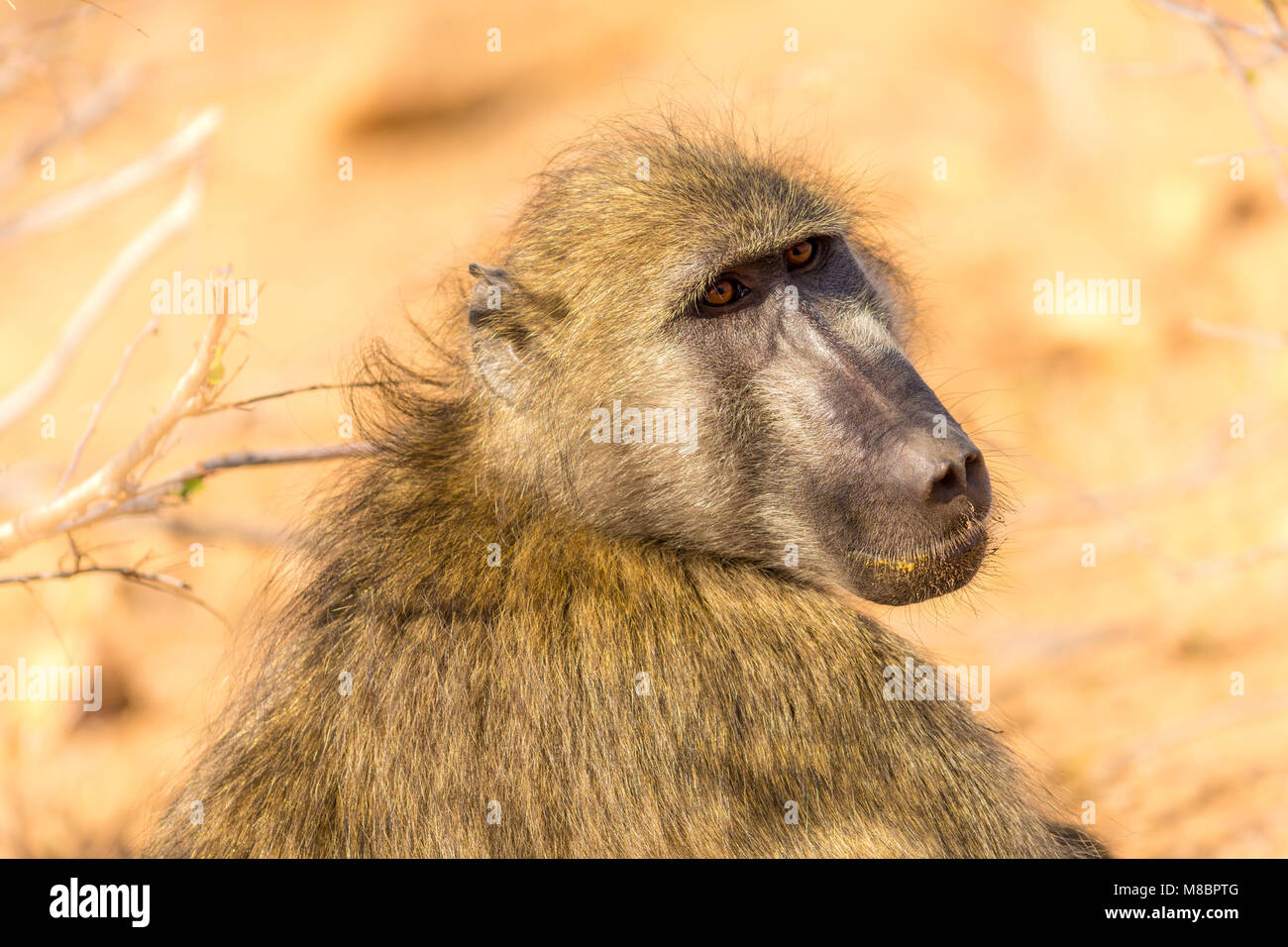 Samango monkey Foto Stock