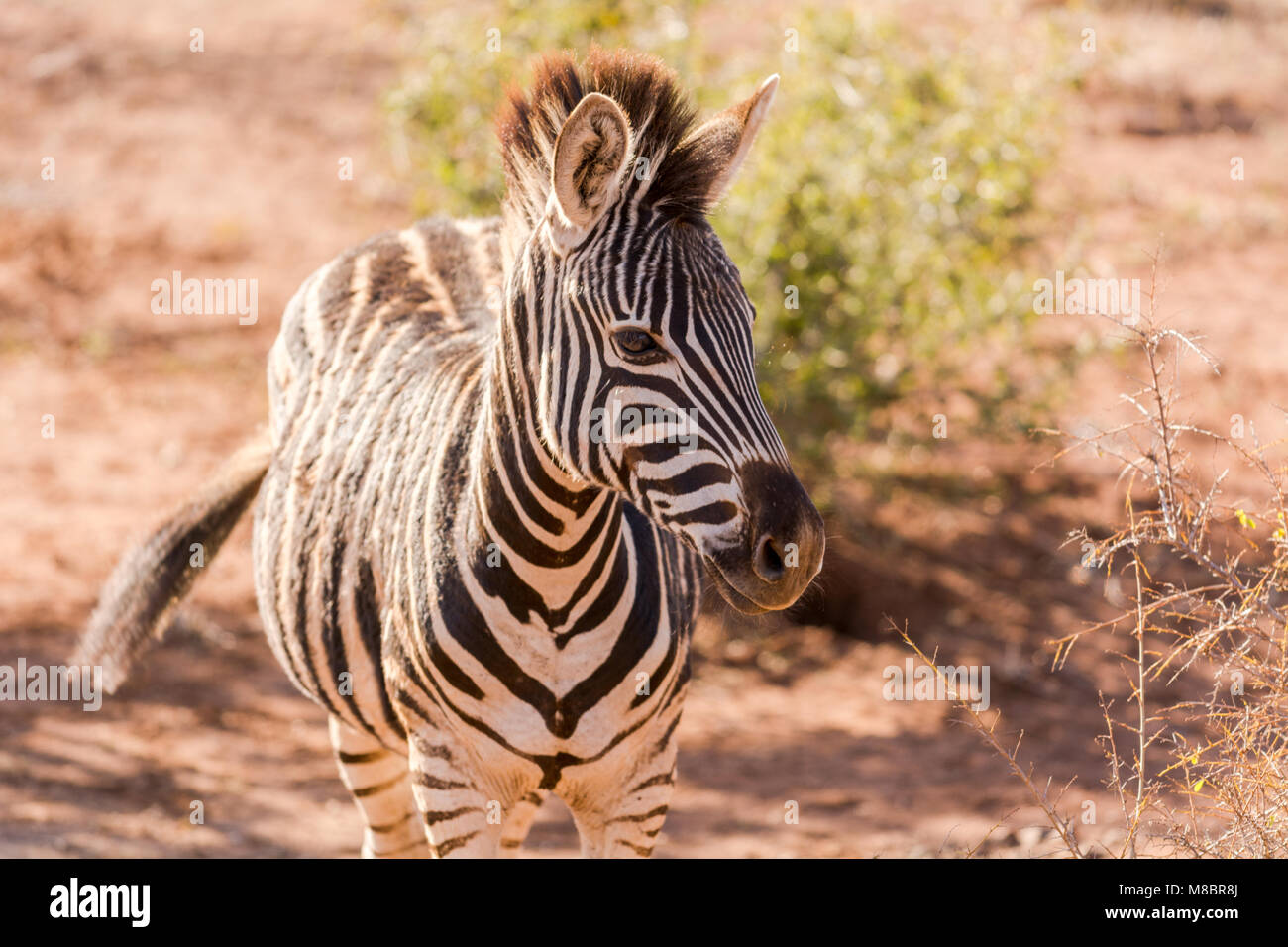 Zebra africana Foto Stock