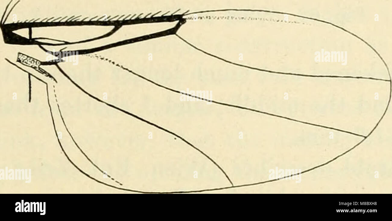 Ditteri danica - generi e specie di mosche trovato finora in Danimarca (1907) (20965732421) Foto Stock